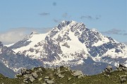 Corno Stella (2620 m) con Montebello, solo, in compagnia degli stambecchi il 22 giugno 2020  - FOTOGALLERY